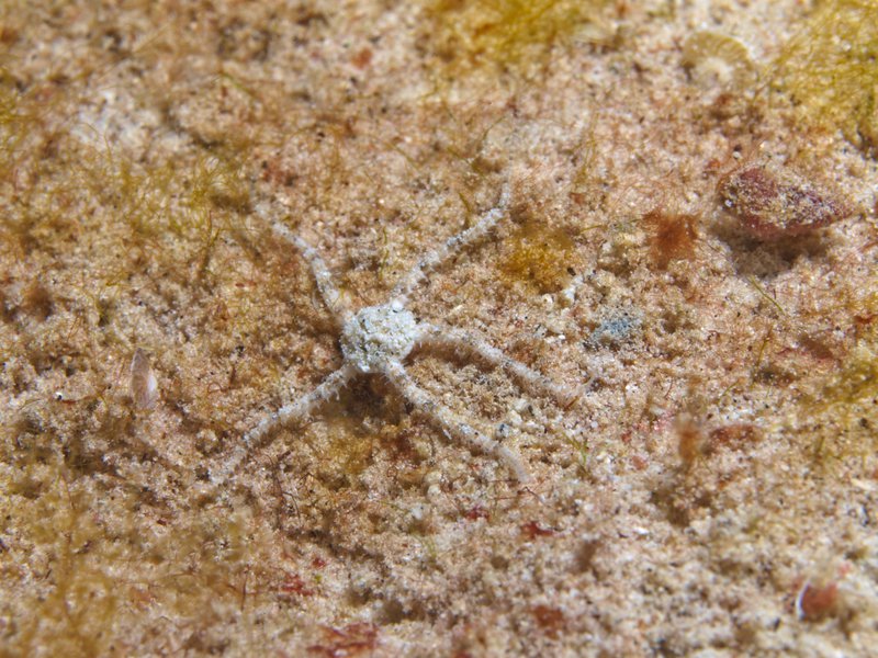 Starfish, House Reef